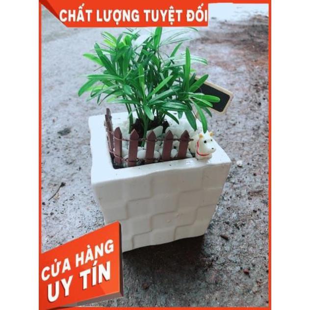 Chậu Tùng Vạn Niên