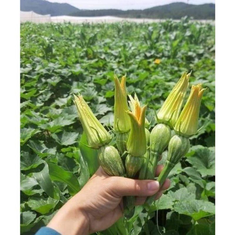 Hạt giống bí siêu nụ lai F1 dễ trồng, năng suất cao