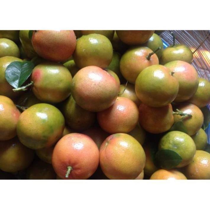 Combo 5 Cây giống chanh đào