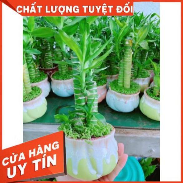 Chậu phát tài giò gà hay chân gà