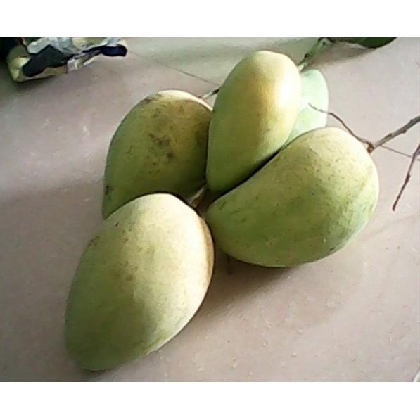 Cây giống Xoài Tứ Quý .