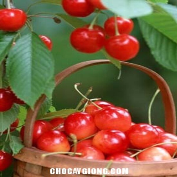 CHERRY ANH ĐÀO MỸ