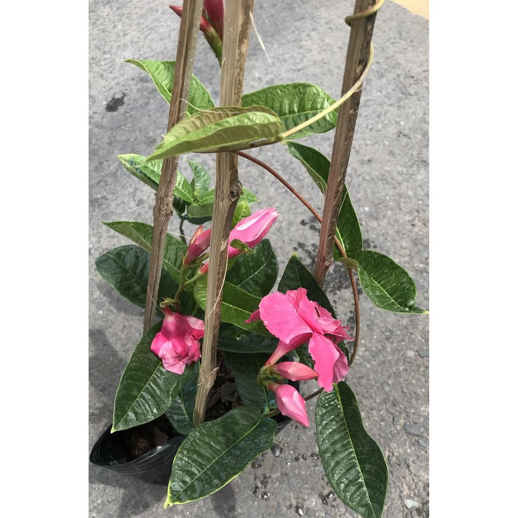 Chậu dây leo Hồng Anh