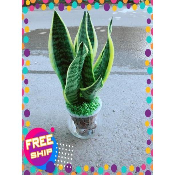 Chậu Lưỡi Hổ Thuỷ Sinh