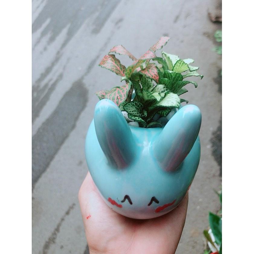 Chậu Cẩm Nhung Thỏ Xanh