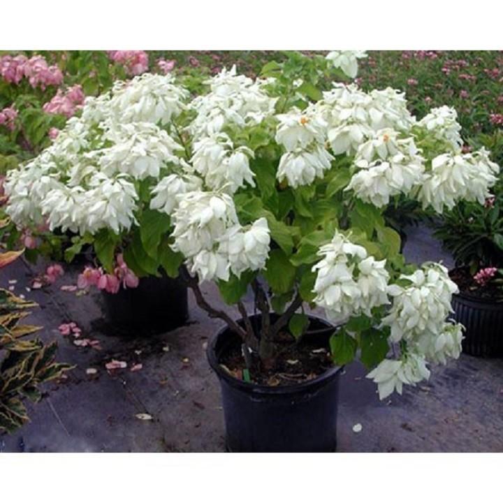 CHẬU CÂY GIỐNG CÂY HOA ÉN BẠC SIÊU ĐẸP