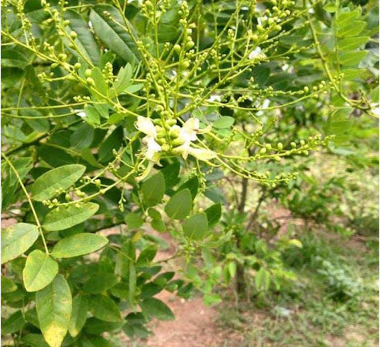 Cây hoa hòe, cây cao 1m, cây đẹp giống chuẩn, cam kết chất lượng