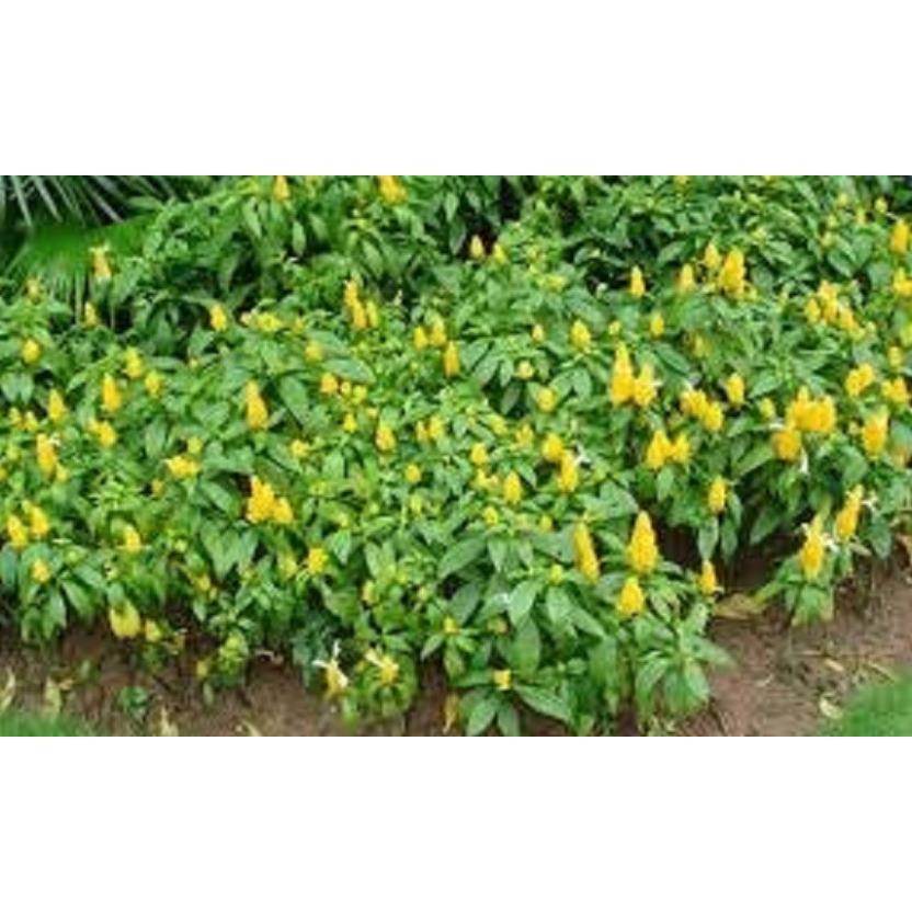 Chậu cây hoa rồng nhả ngọc - Hoa bền đẹp