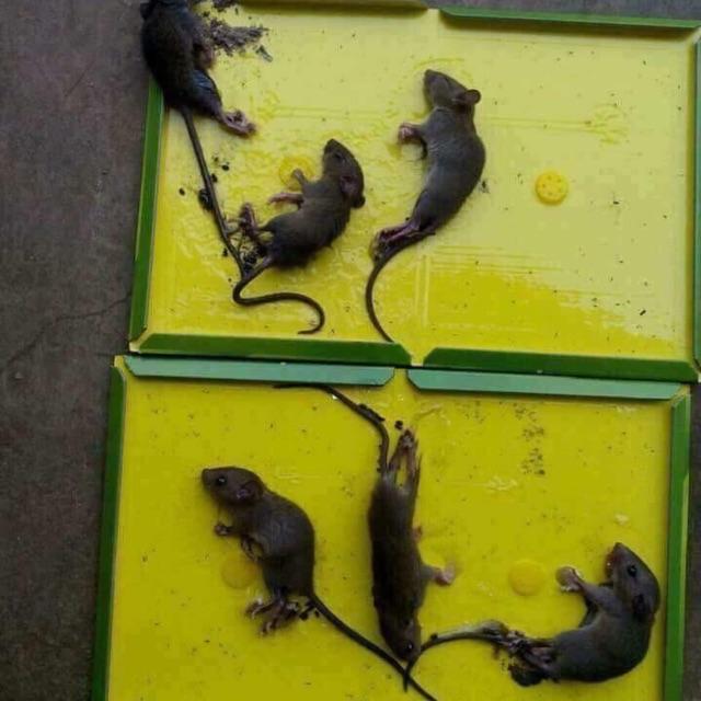 Keo dán chuột siêu dính - bẫy chuột- bẫy dính chuột