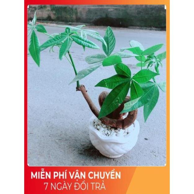 Chậu Kim Ngân Nơ