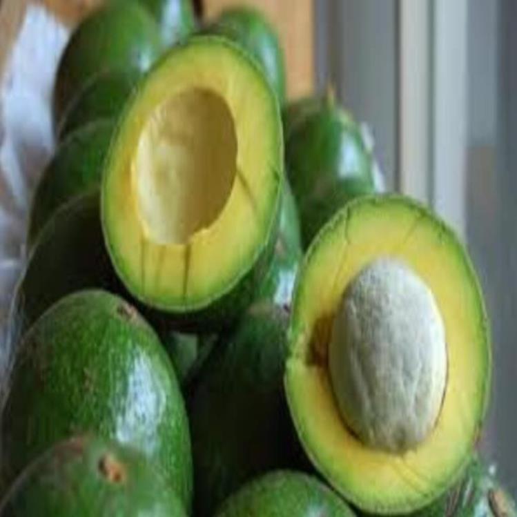 Cây giống bơ Both 7 Bơ trái vụ giống mới ăn ngon năng suất cao