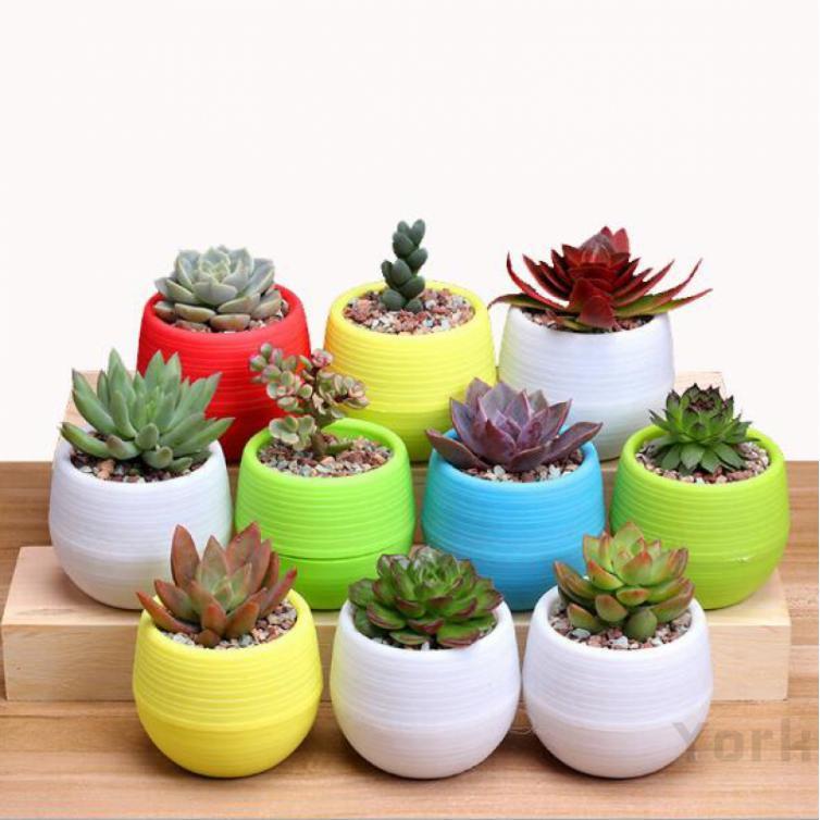 Chậu cây mini nhiều màu sắc dùng trang trí văn phòng