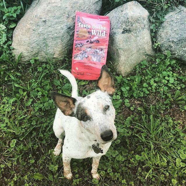Thức Ăn Cho Chó Đốm Taste Of The Wild Bao 2kg - Thức Ăn Cho Chó, Vị Thịt Heo Rứng, Trái Cây Rau Củ Southwest Canyon