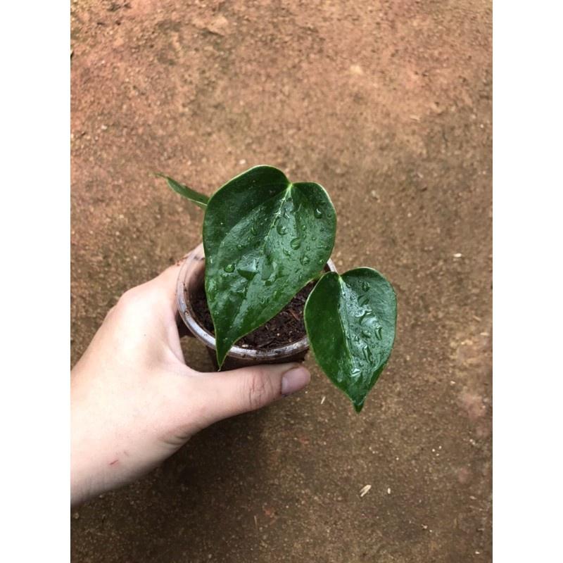 Cây hồng môn giống - rễ nhiều, khoẻ. Có 5 màu để lựa chọn, trồng 2-3 tháng có hoa