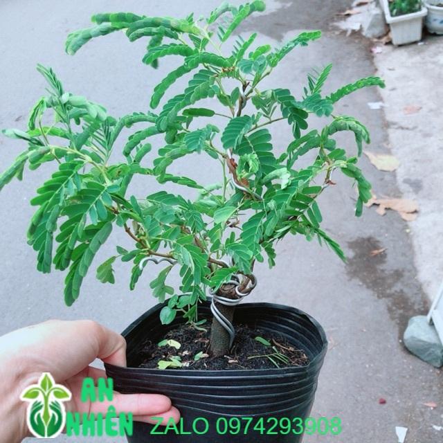 Các Mẫu Cây Bonsai Đồng Giá 100k/Cây (Me,ổi,khế,sung,nguyệt quế,sam hương...)