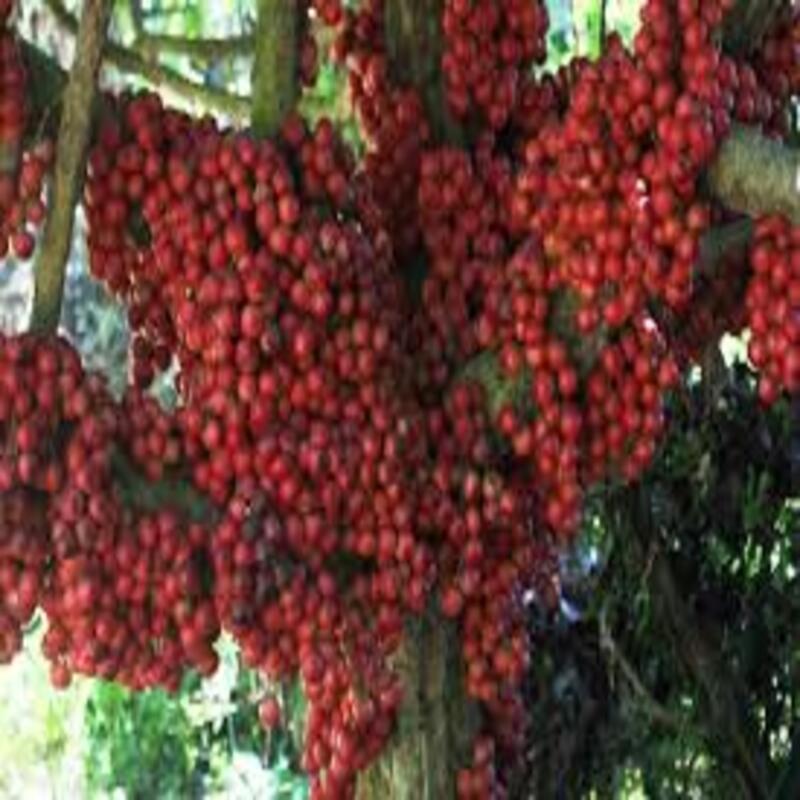 Cây giống Dâu da đất cây giống chuẩn cho năng suất cao