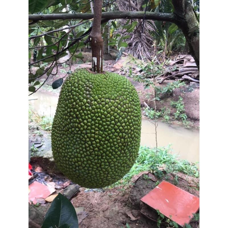 CÂY MÍT THÁI