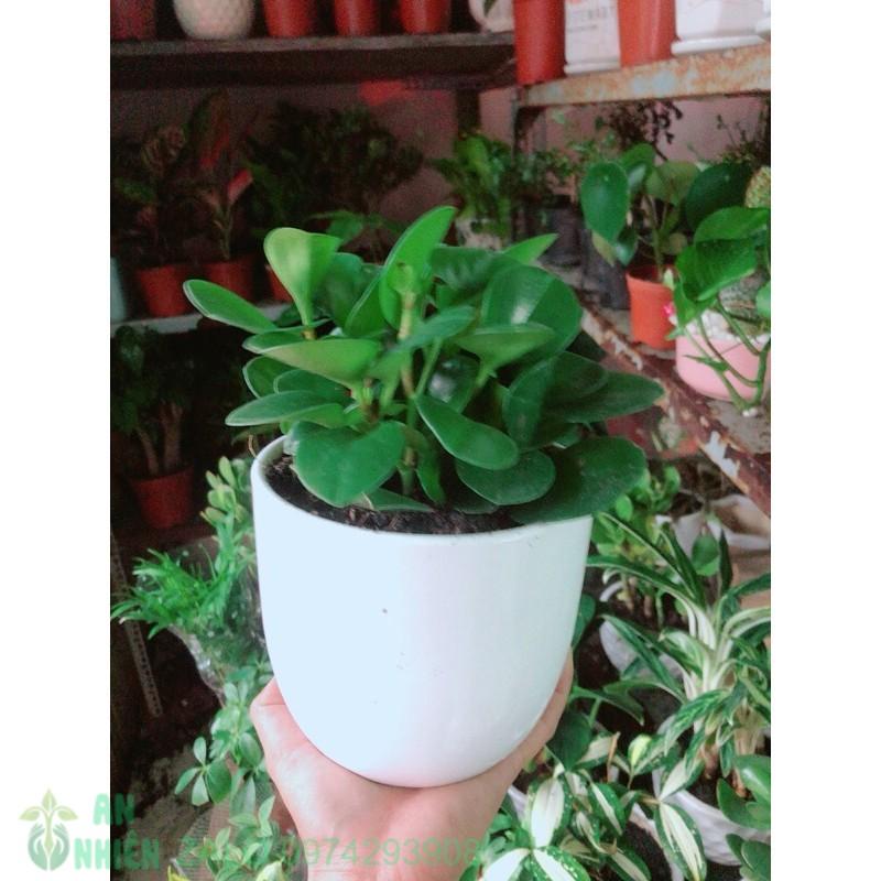 Chậu Cây Trường Sinh