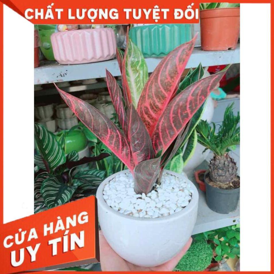 Chậu cây bao thanh thiên Nhiều Người Mua