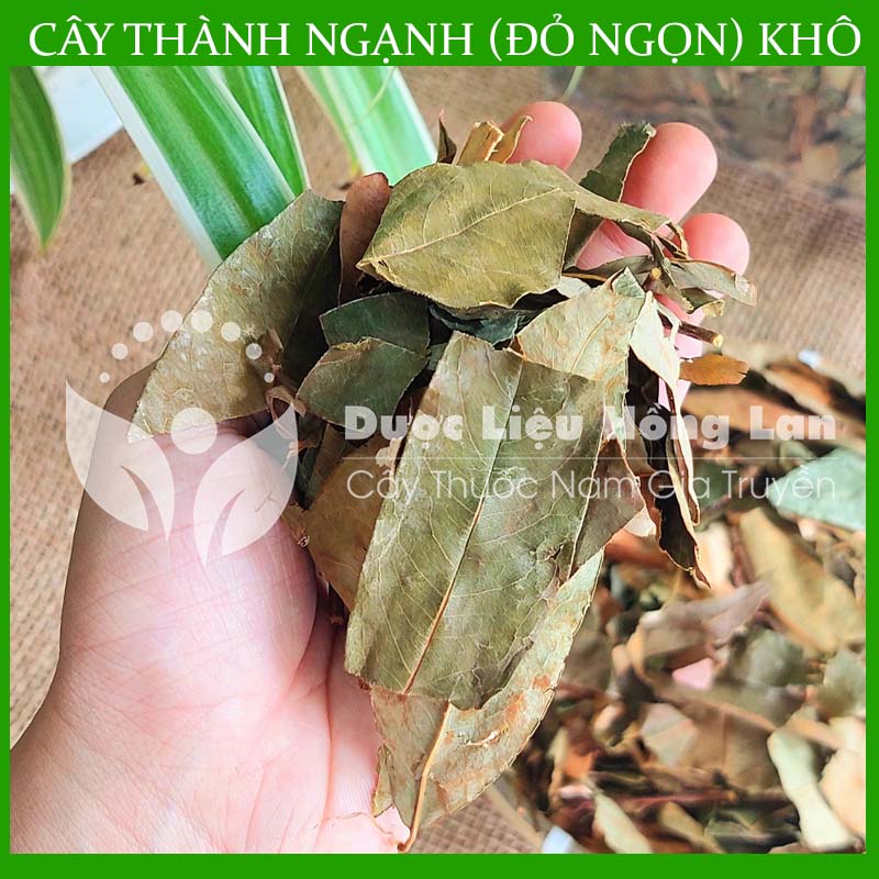 1kg Cây Đỏ Ngọn khô sạch loại 1