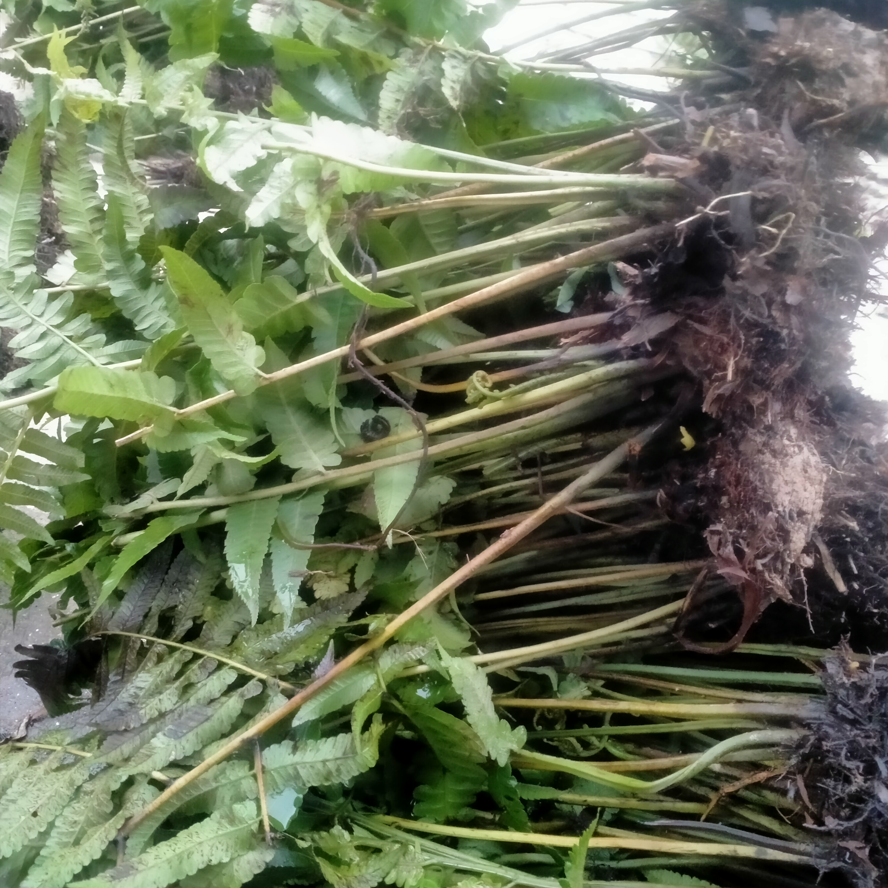 20 cây giống rau dớn 100k (tặng thêm 5 cây)