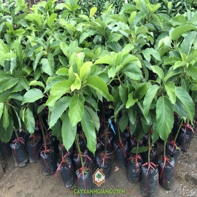 CÂY GIỐNG BƠ SÁP BOOTH 7 SIÊU NGON
