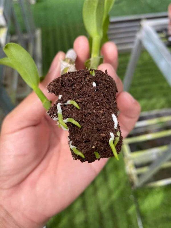 Viên mút ươm kie hữu cơ dành cho hoa lan Peatmoss Hà Lan chính hãng