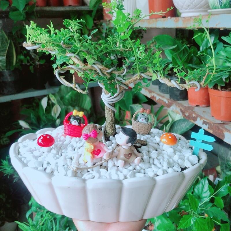 Chậu Cây Cần Thăng Bonsai