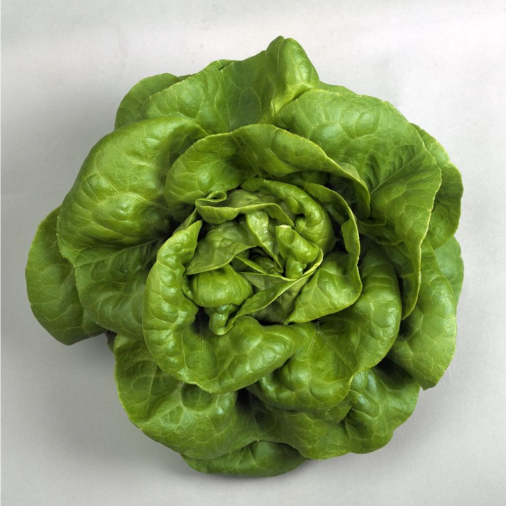 Hạt giống rau xà lách đăm xanh cao sản KNS3206 - Gói 2gram