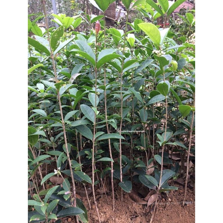 Combo 5 Cây Mộc Hương Ta Giống Siêu Thơm 981SP PV 15cm