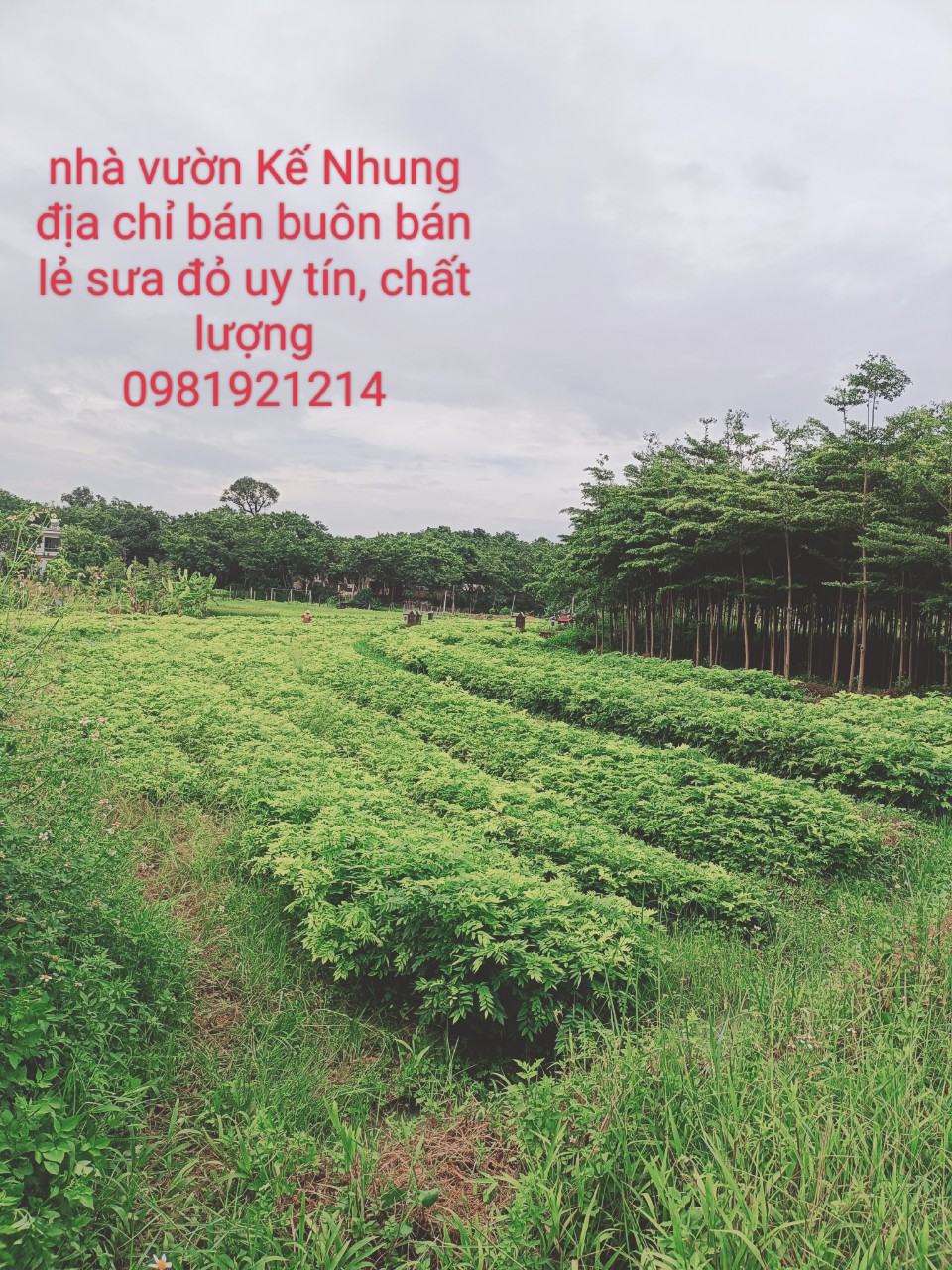 Combo 10 Cây Sưa Đỏ Cao 40Cm