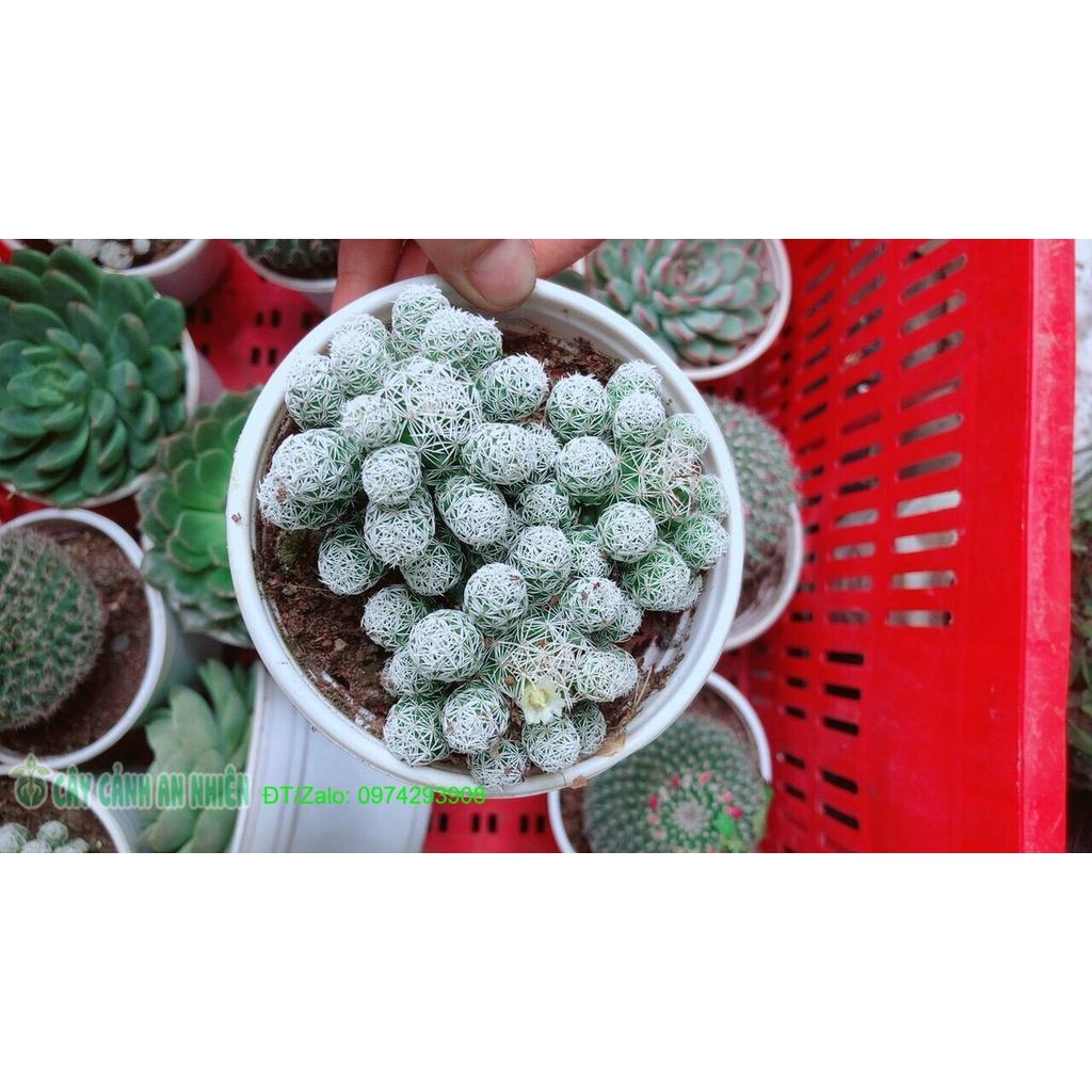 Xương Rồng Trứng Chim