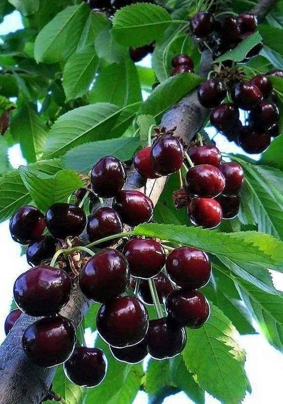 CÂY CHERRY MỸ 4 THÁNG RA HOA