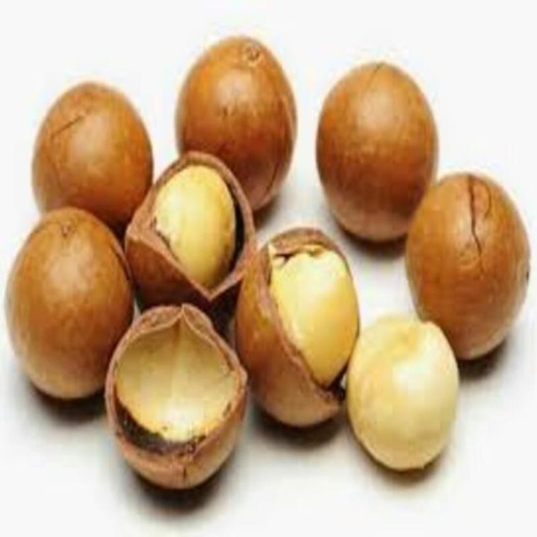 CÂY GIỐNG HẠT MACCA HÀNG GIEO HẠT