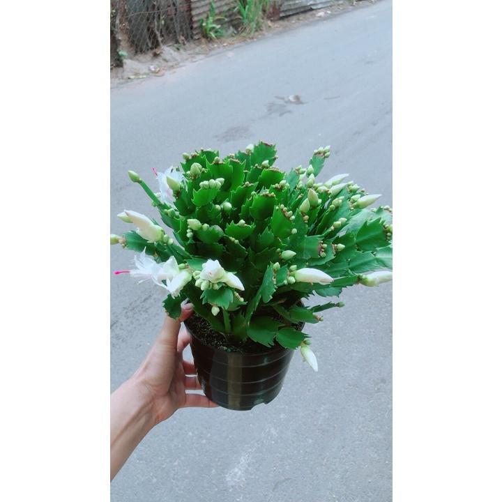 Chậu Cây Càng Cua