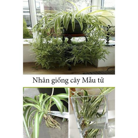 CHẬU CÂY LAN CHI  ĐẸP NHÀ, VƯỢNG KHÍ CHO GIA CHỦ