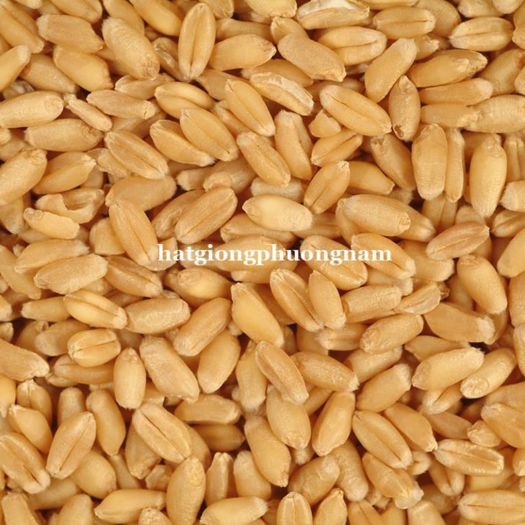 100GR - HẠT GIỐNG CỎ LÚA MÌ - CỎ MÈO