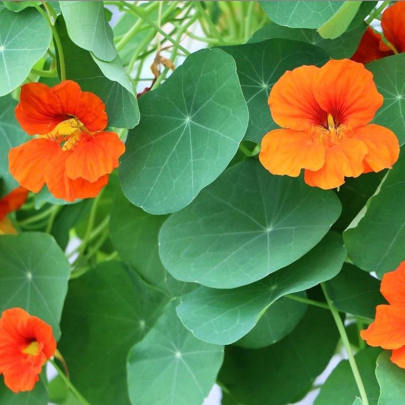 Hạt giống Sen Cạn Hà Lan gói 5h