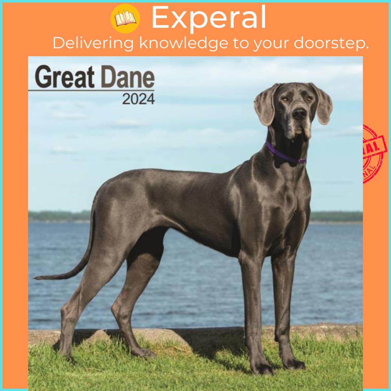 Sách - Great Dane (Euro) Calendar 2024  Square Dog Breed Wall Calendar - 16 Month by  (UK edition, paperback)