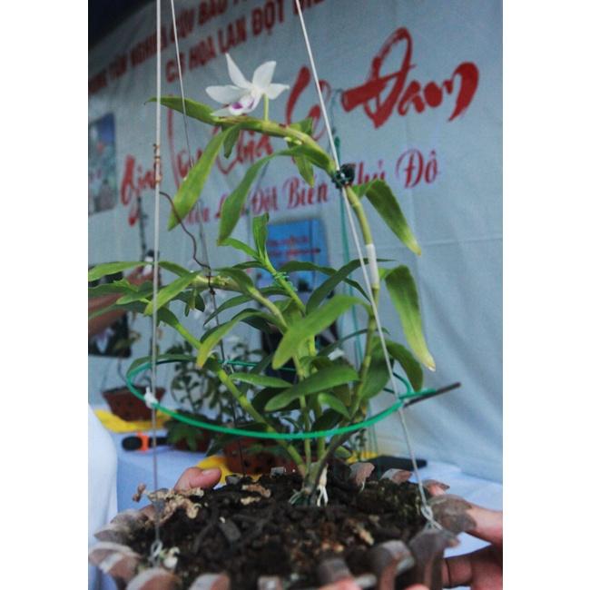Cốc lan phi điệp đột biến 5 cánh trắng VỌNG XƯA , hoa cực đẹp, cực hiếm, hàng gieo hạt, cây y hình