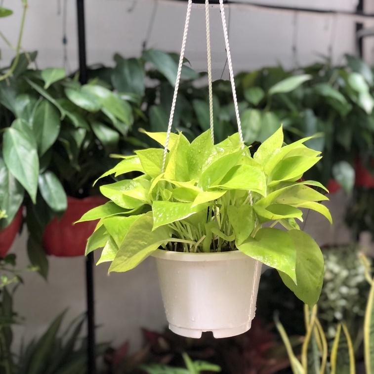 Cây Trầu Bà Vàng treo loại cây dễ chăm sóc