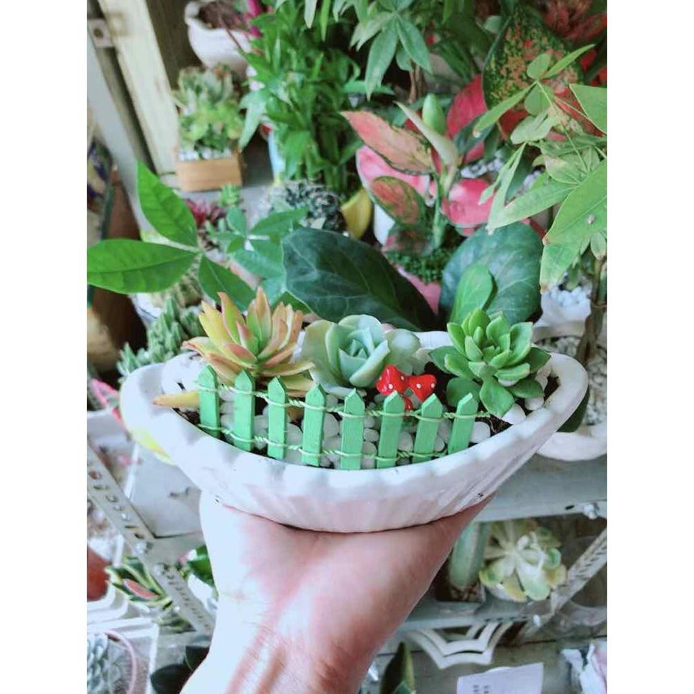 Chậu Sen Đá Bán Chạy
