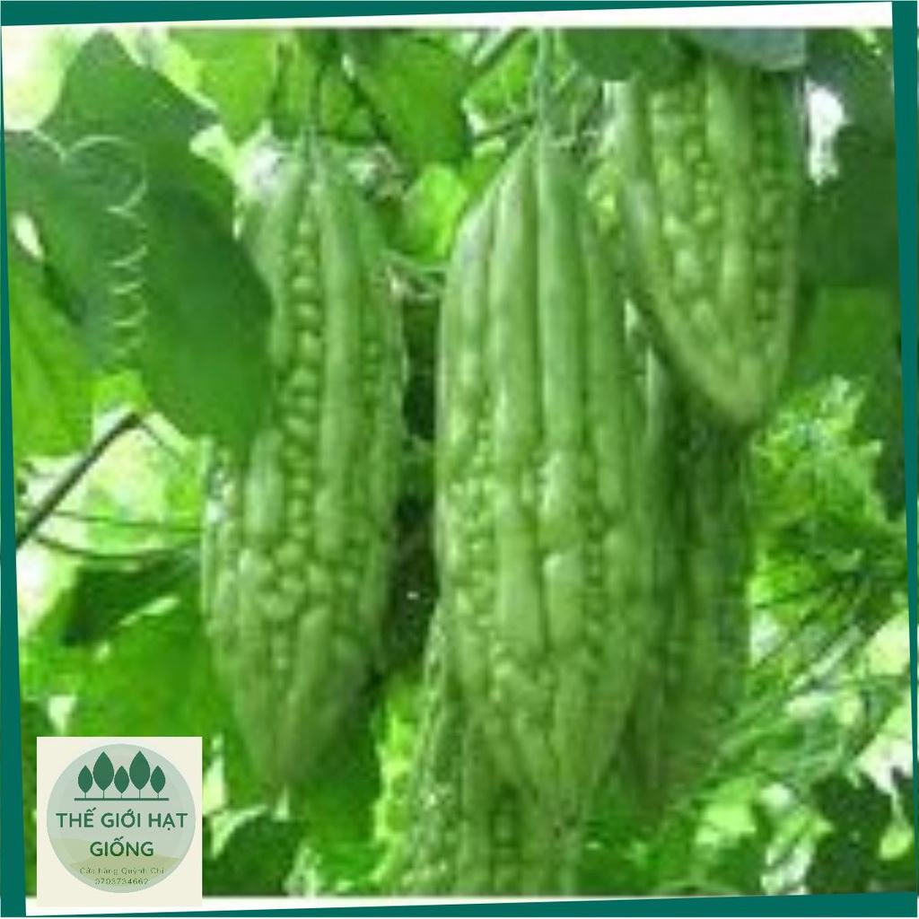 Hạt giống Khổ qua F1