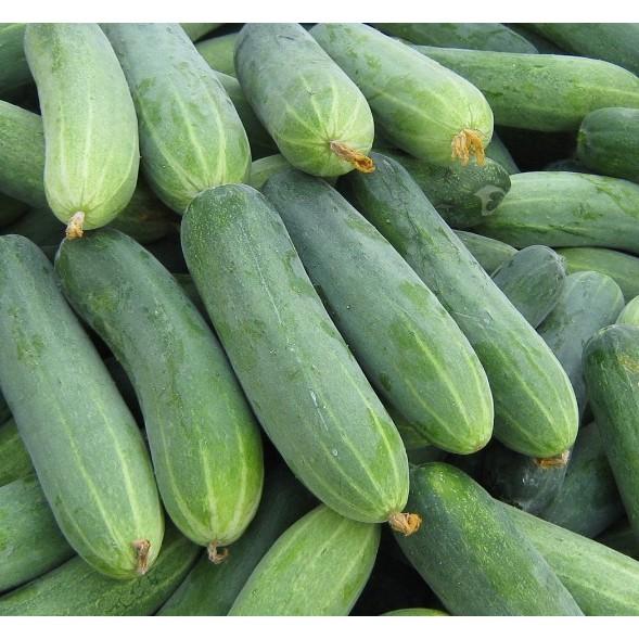 Gói 10 hạt giống dưa chuột Thái G7 siêu quả