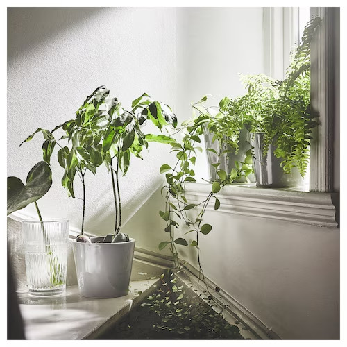 Lọ hoa thuỷ tinh SMÄLLSPIREA I KEA