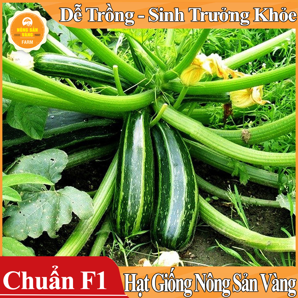 Hạt giống Bí Ngòi - Nông Sản Vàng