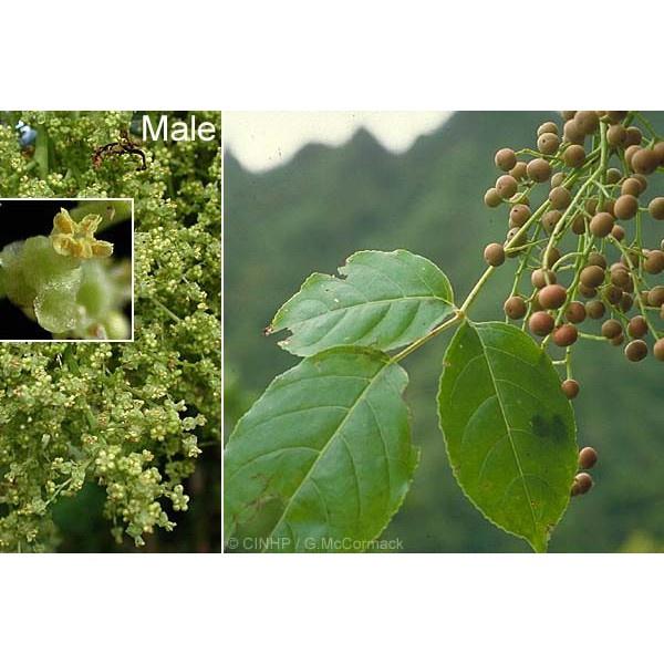Cây nhội giống, nhội ăn lá nhiều công dụng, cây khỏe