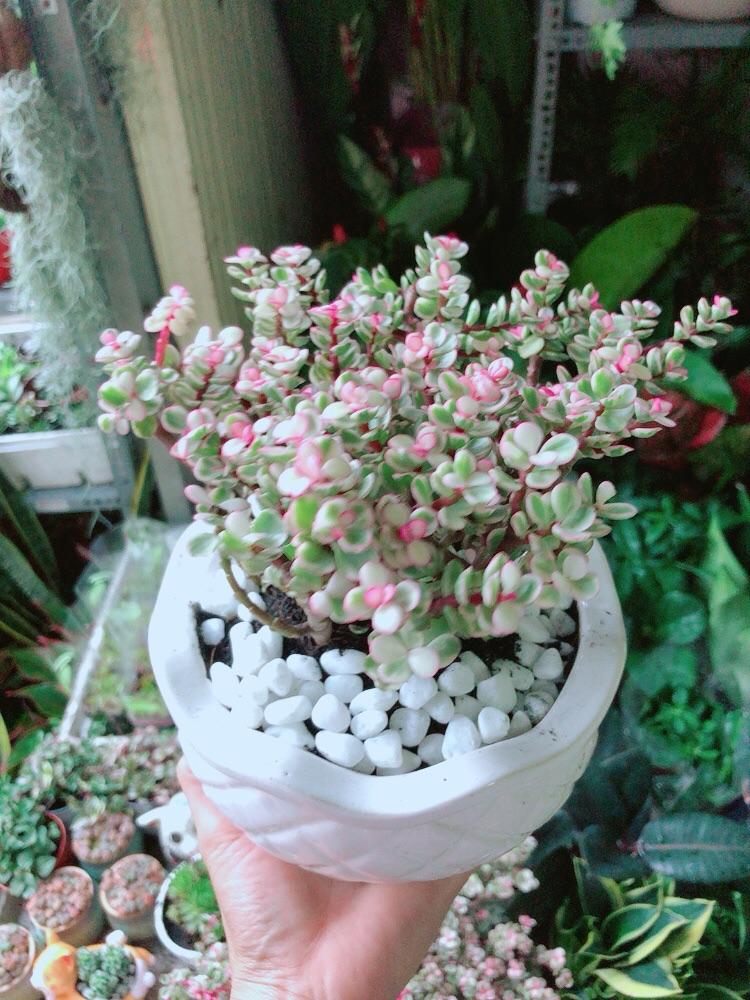 Chậu Cây Cành Vàng Lá Ngọc