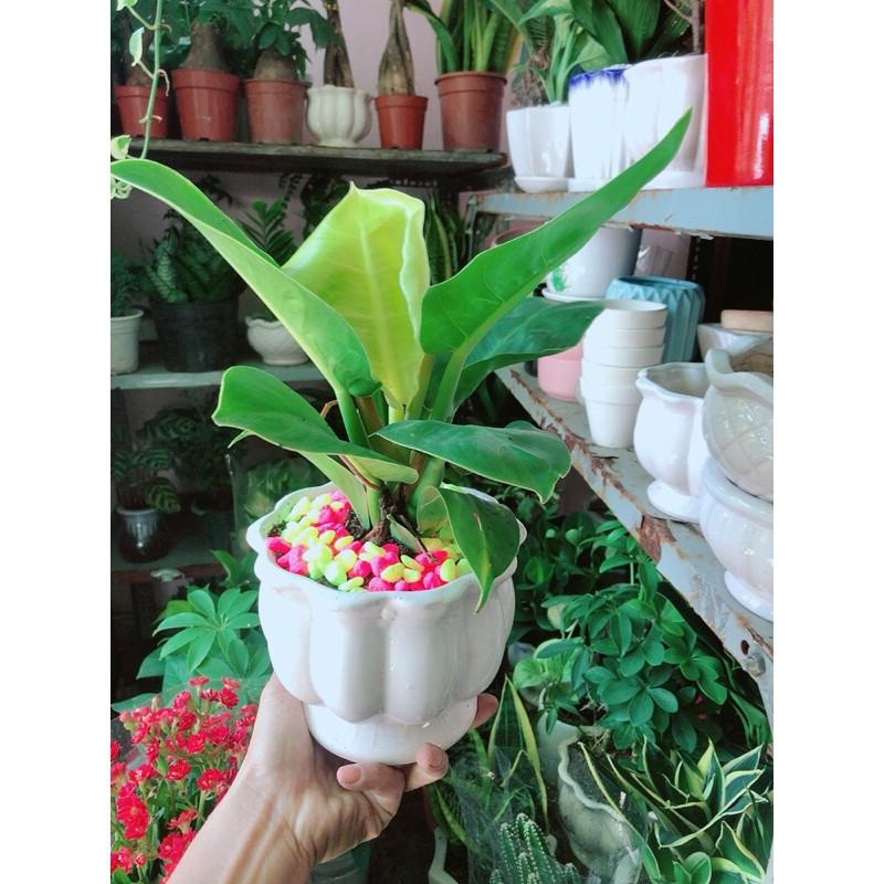 Chậu Trầu Bà Đế Vương Phong Thuỷ Để Bàn