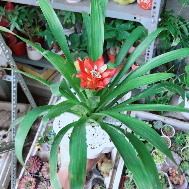 Chậu Phong Lộc Hoa